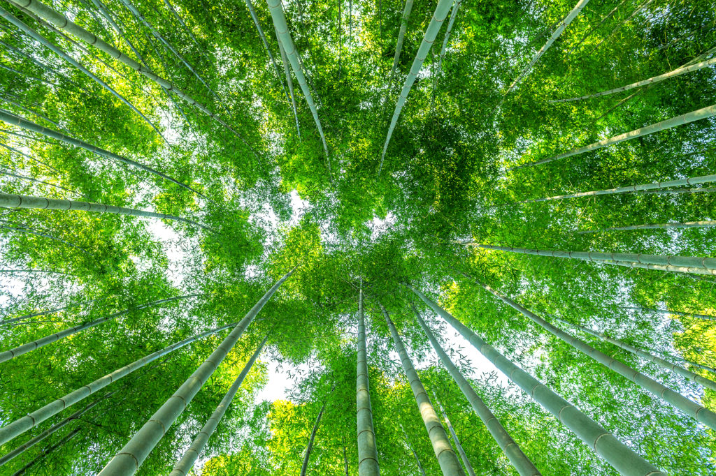 forêt bambou